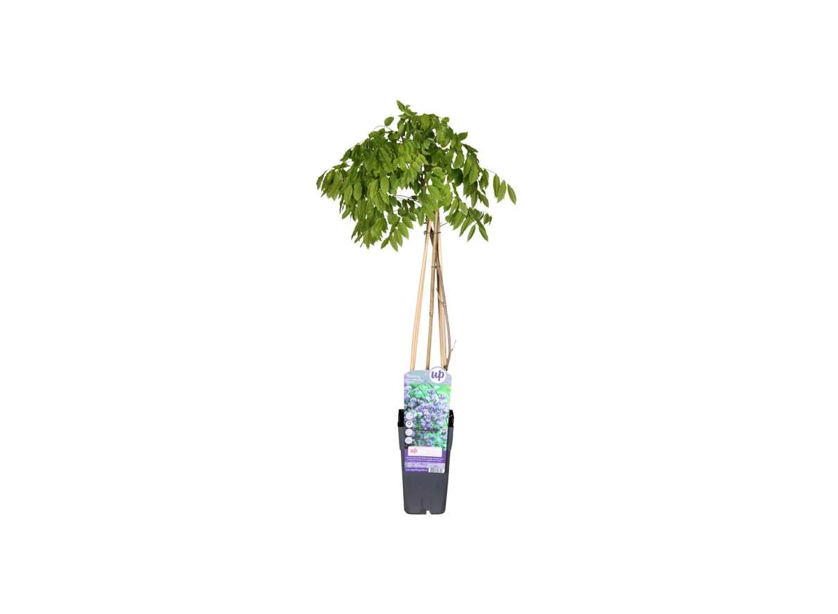 Wisteria-Black-Dragon.jpg