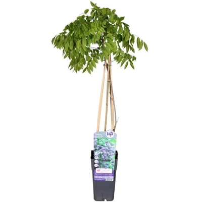 Wisteria-Black-Dragon.jpg