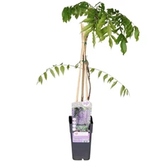 Wisteria-Naga-Noda.jpg