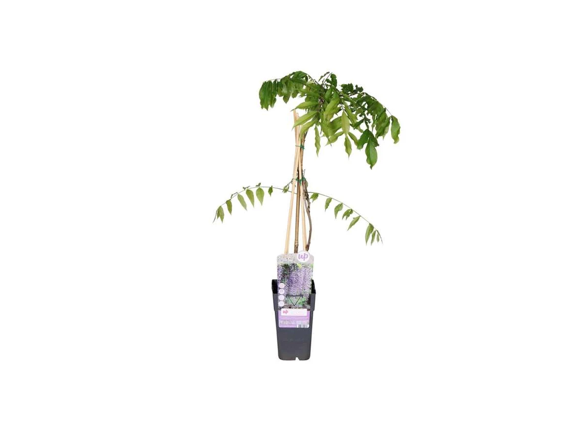 Wisteria-Naga-Noda.jpg