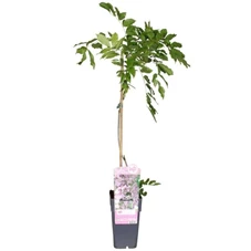 Wisteria-floribunda-Rosea.jpg