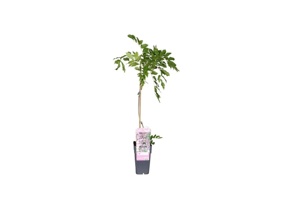Wisteria-floribunda-Rosea.jpg