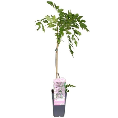 Wisteria-floribunda-Rosea.jpg