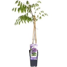 Wisteria-Longwood-Purple1.jpg