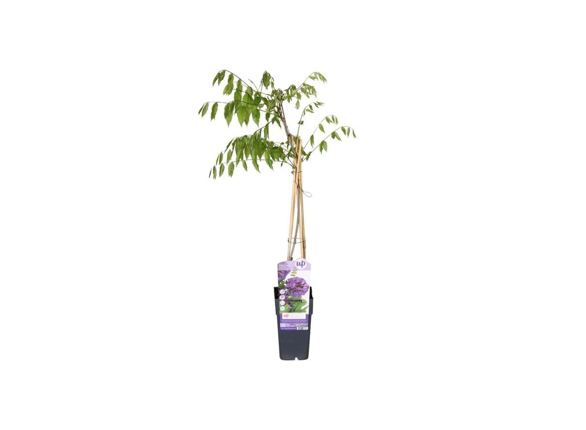 Wisteria-Longwood-Purple1.jpg