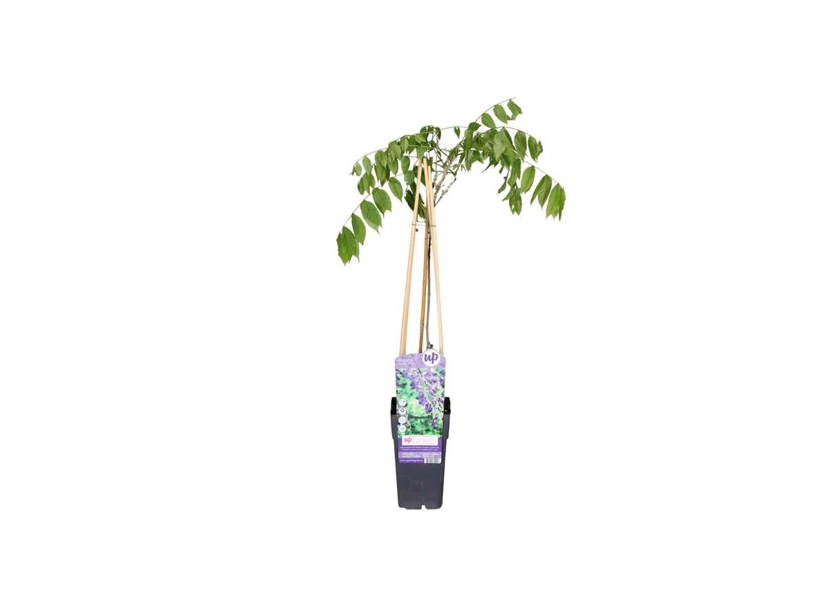 Wisteria-prolific.jpg