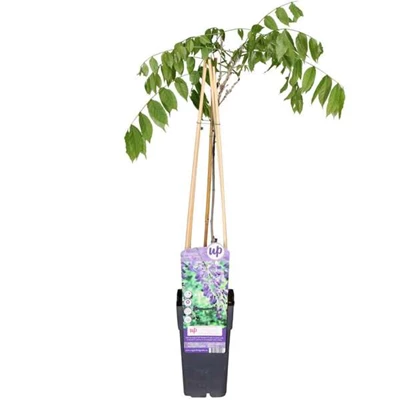 Wisteria-prolific.jpg