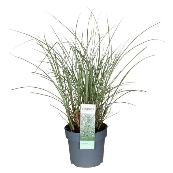 Miscanthus-sinensis-Morning-Light.jpg