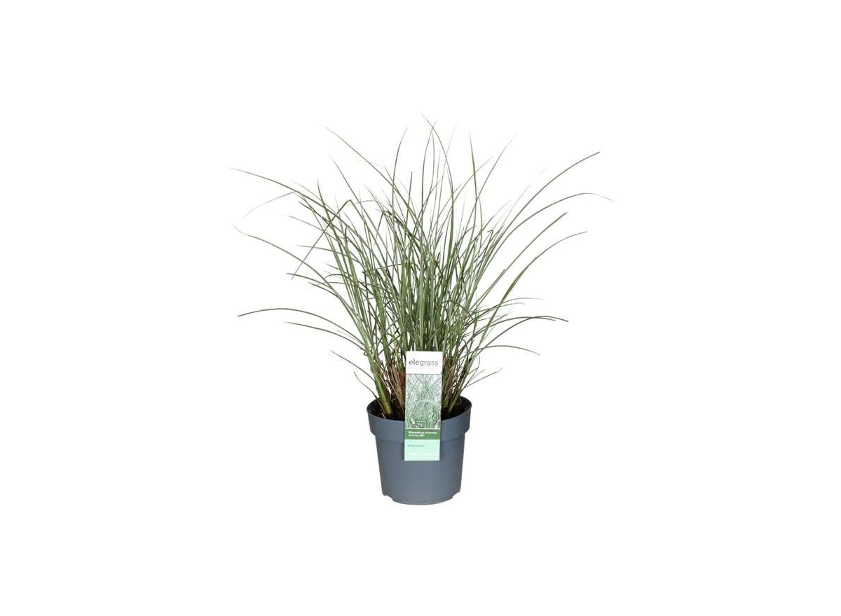 Miscanthus-sinensis-Morning-Light.jpg