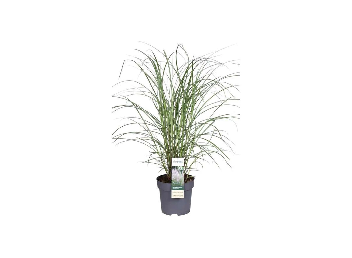 Miscanthus-sinensis-Kleine-Fontane.jpg