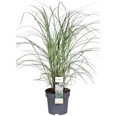 Miscanthus-sinensis-Kleine-Fontane.jpg