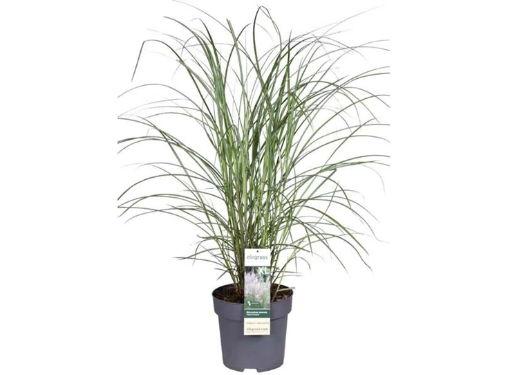 Miscanthus-sinensis-Kleine-Fontane.jpg