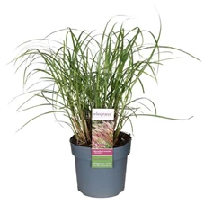 Miscanthus-sinensis-Red-Chief.jpg