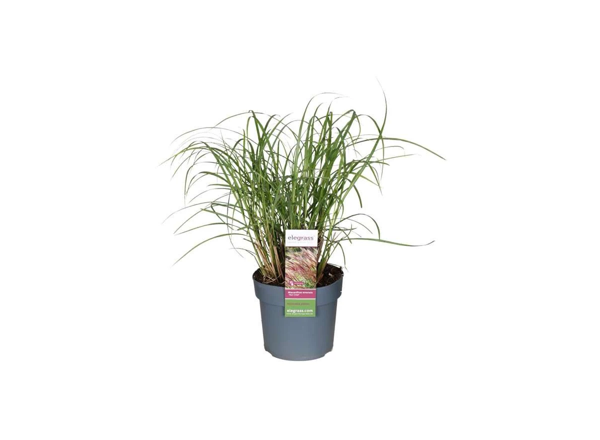 Miscanthus-sinensis-Red-Chief.jpg