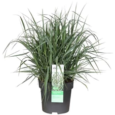 Panicum-virgatum-Prairie-Sky.jpg
