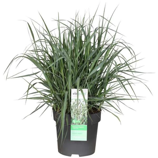 Panicum-virgatum-Prairie-Sky.jpg