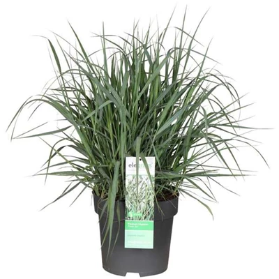 Panicum-virgatum-Prairie-Sky.jpg