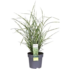 Miscanthus-sinensis-Strictus.jpg