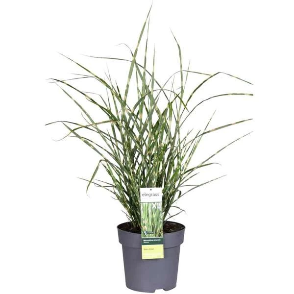 Miscanthus-sinensis-Strictus.jpg