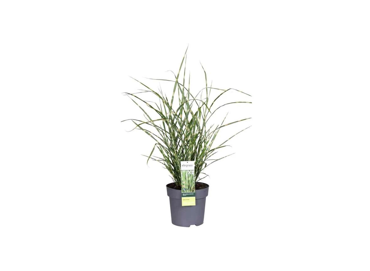 Miscanthus-sinensis-Strictus.jpg