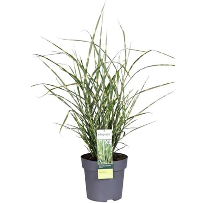 Miscanthus-sinensis-Strictus.jpg