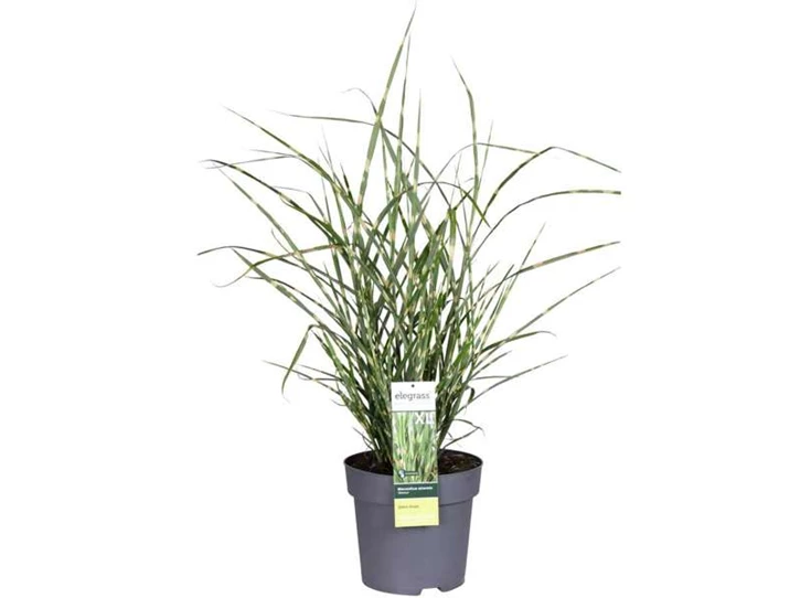 Miscanthus-sinensis-Strictus.jpg