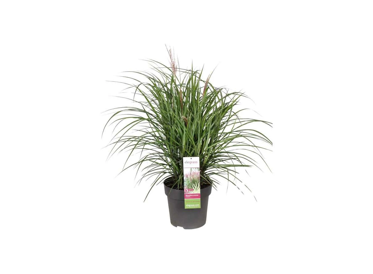 Miscanthus sinensis Volcano.jpg