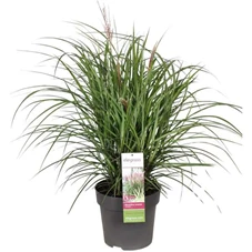 Miscanthus sinensis Volcano.jpg