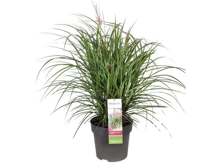 Miscanthus sinensis Volcano.jpg