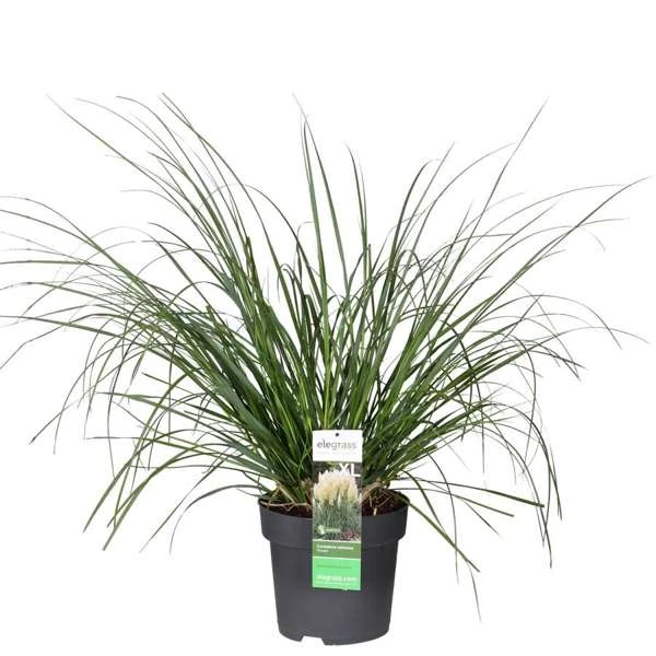 Cortaderia-Pumila.jpg