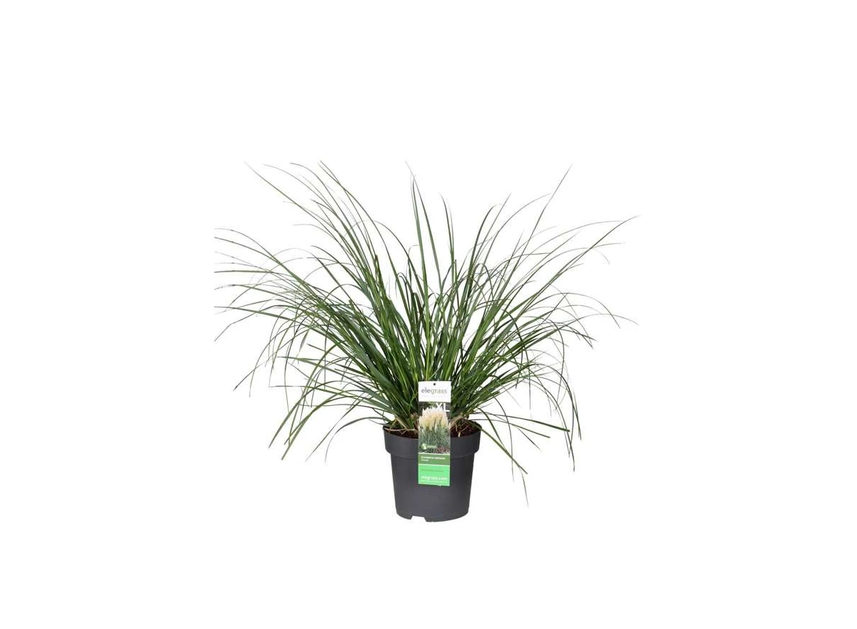 Cortaderia-Pumila.jpg