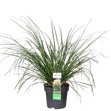 Cortaderia-Pumila.jpg