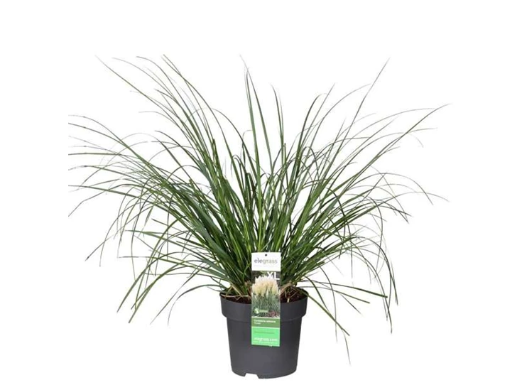 Cortaderia-Pumila.jpg