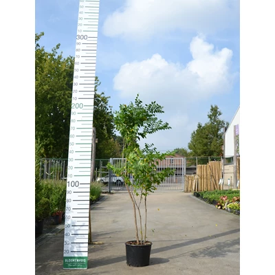 96426.jpg