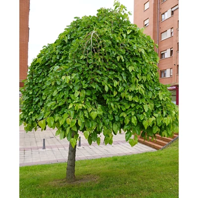 22381.jpg