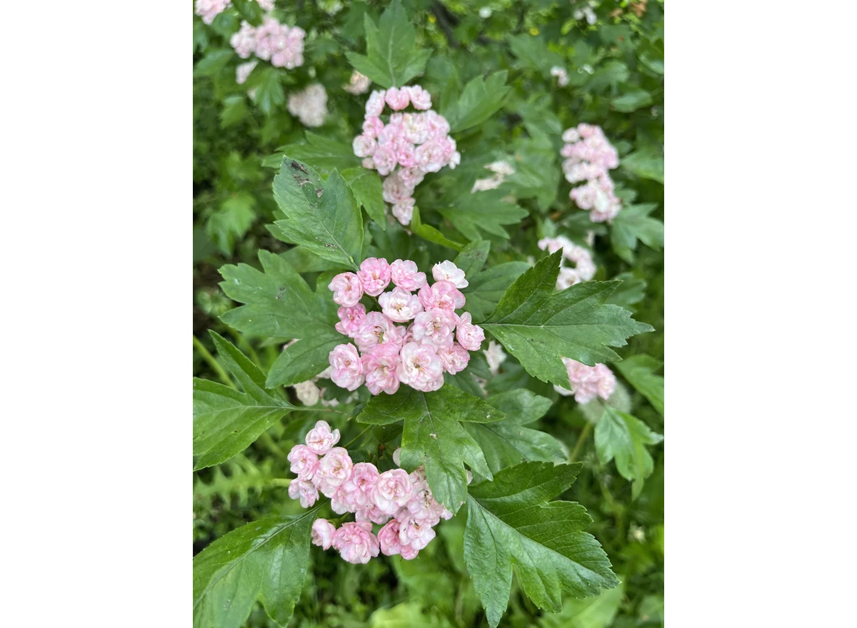 118789.jpg