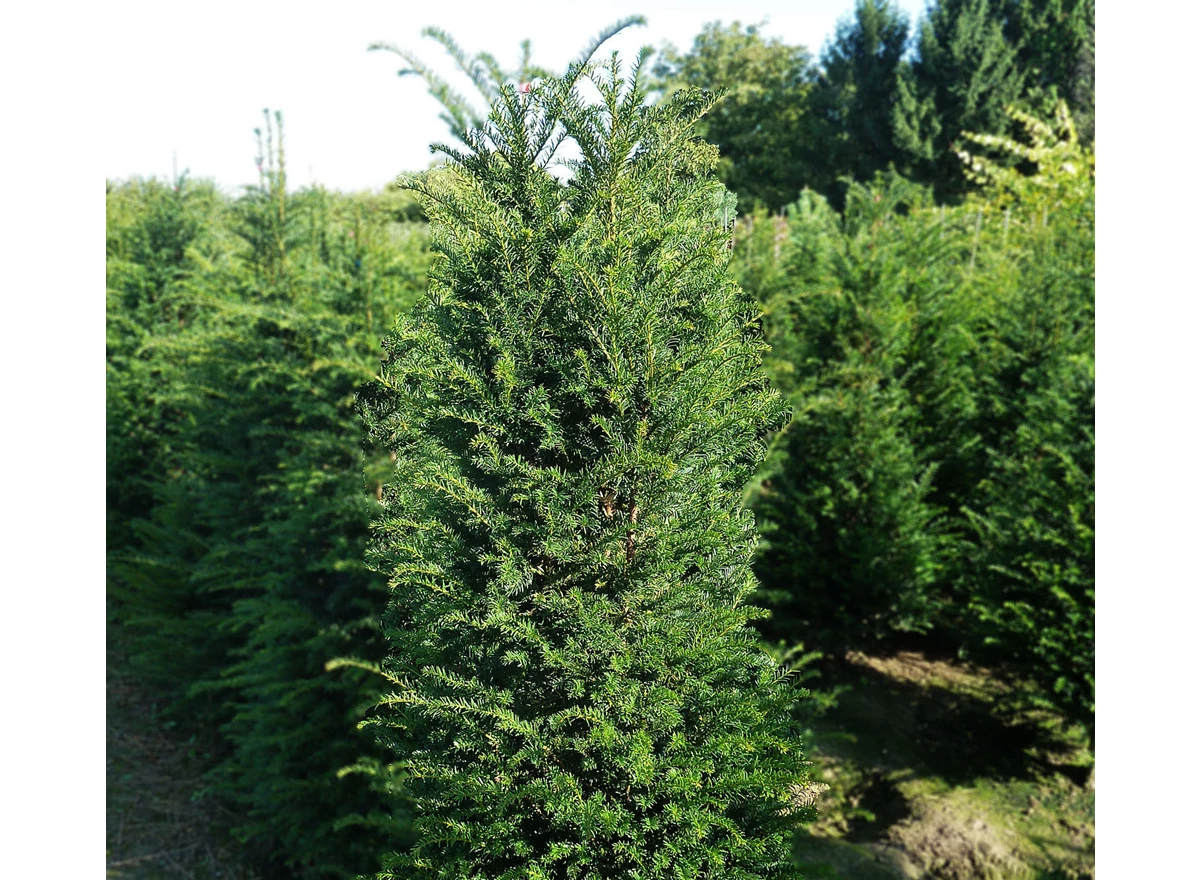 Taxus baccata.jpg