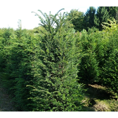 Taxus baccata.jpg