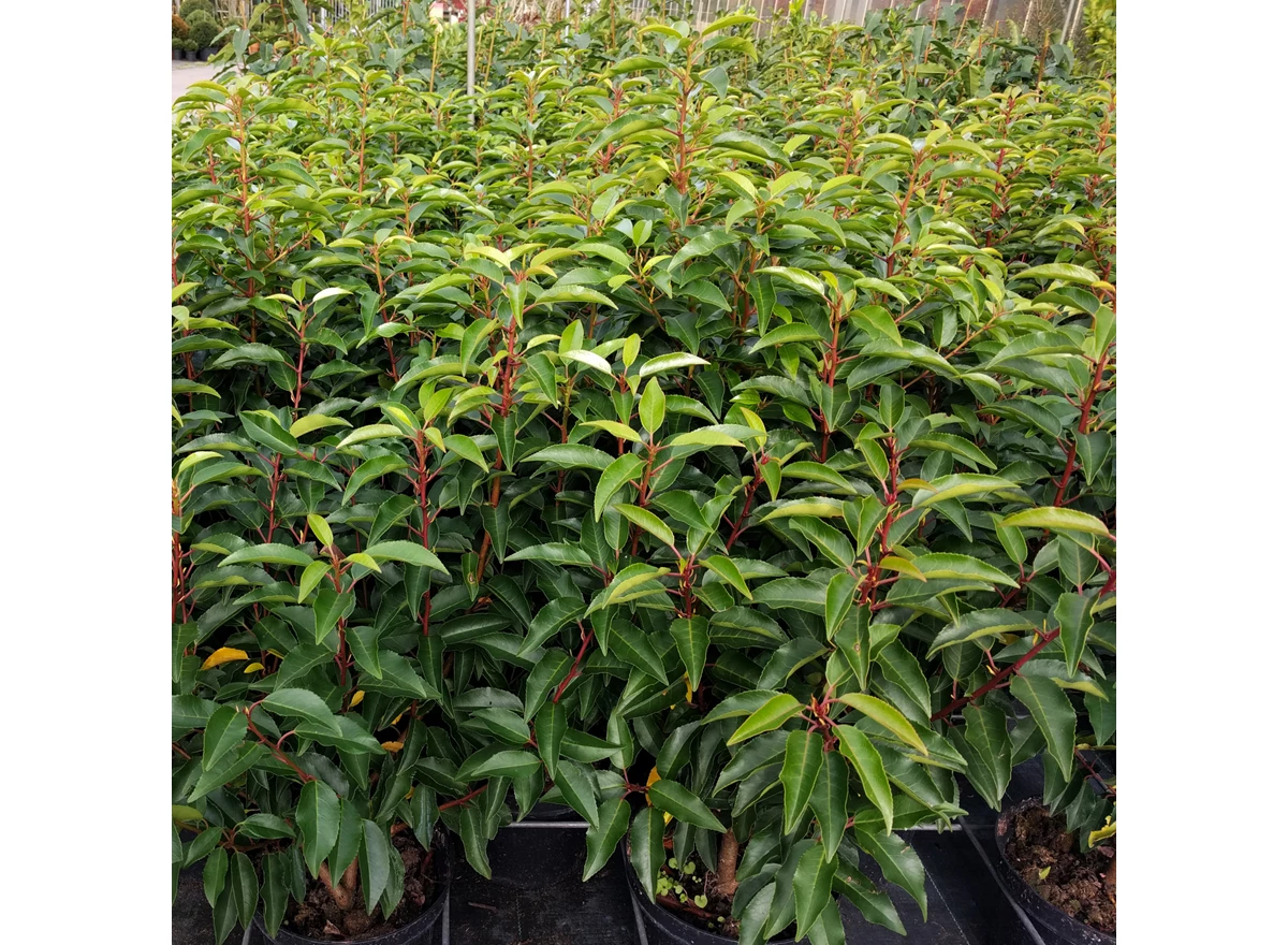 Prunus lusitanica 'Angustifolia'.jpg
