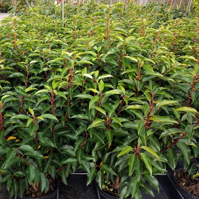 Prunus lusitanica 'Angustifolia'.jpg