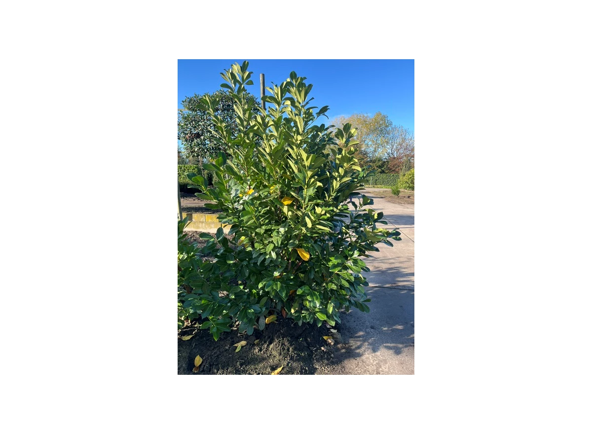 Prunus laurocerasus 'Rotundifolia.jpeg