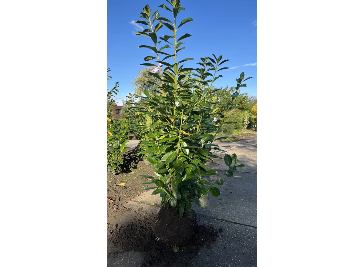 Prunus Novita2.jpeg