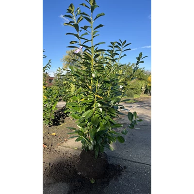 Prunus Novita2.jpeg