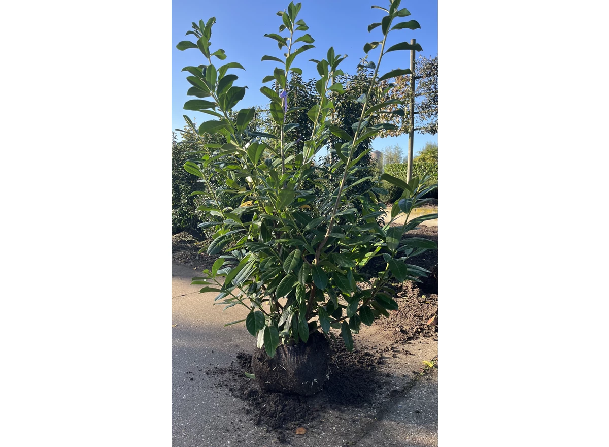 Prunus Novita1.jpeg