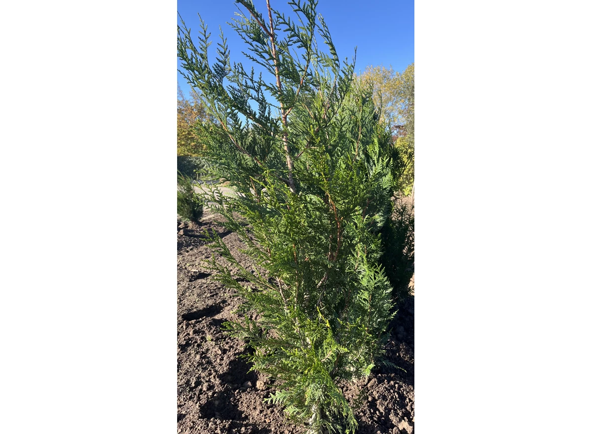 Thuja1.jpeg