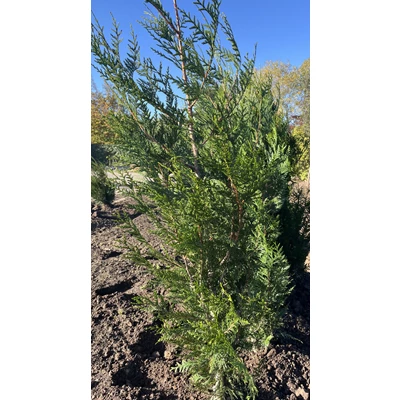 Thuja1.jpeg