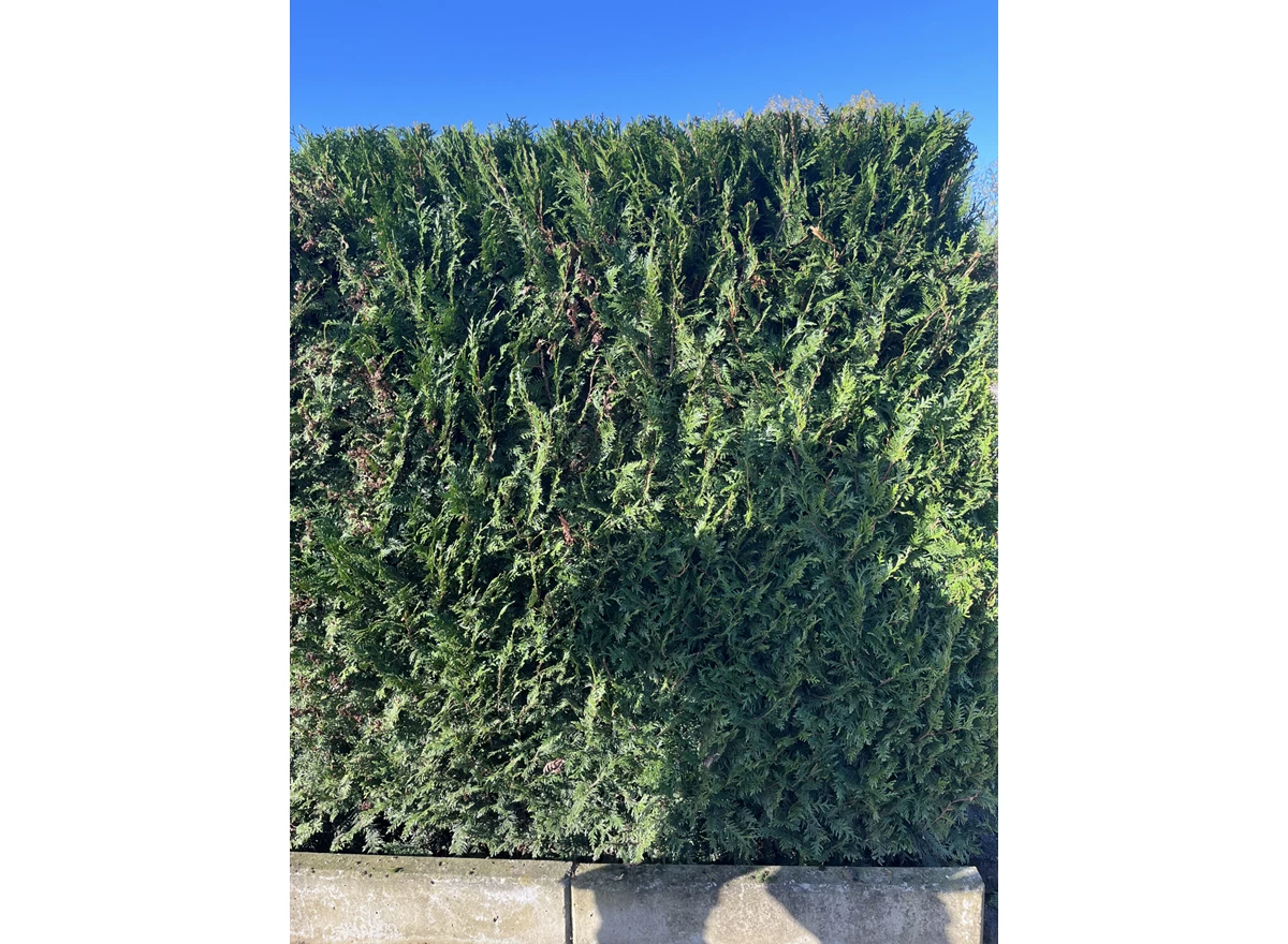 Thuja2.jpeg