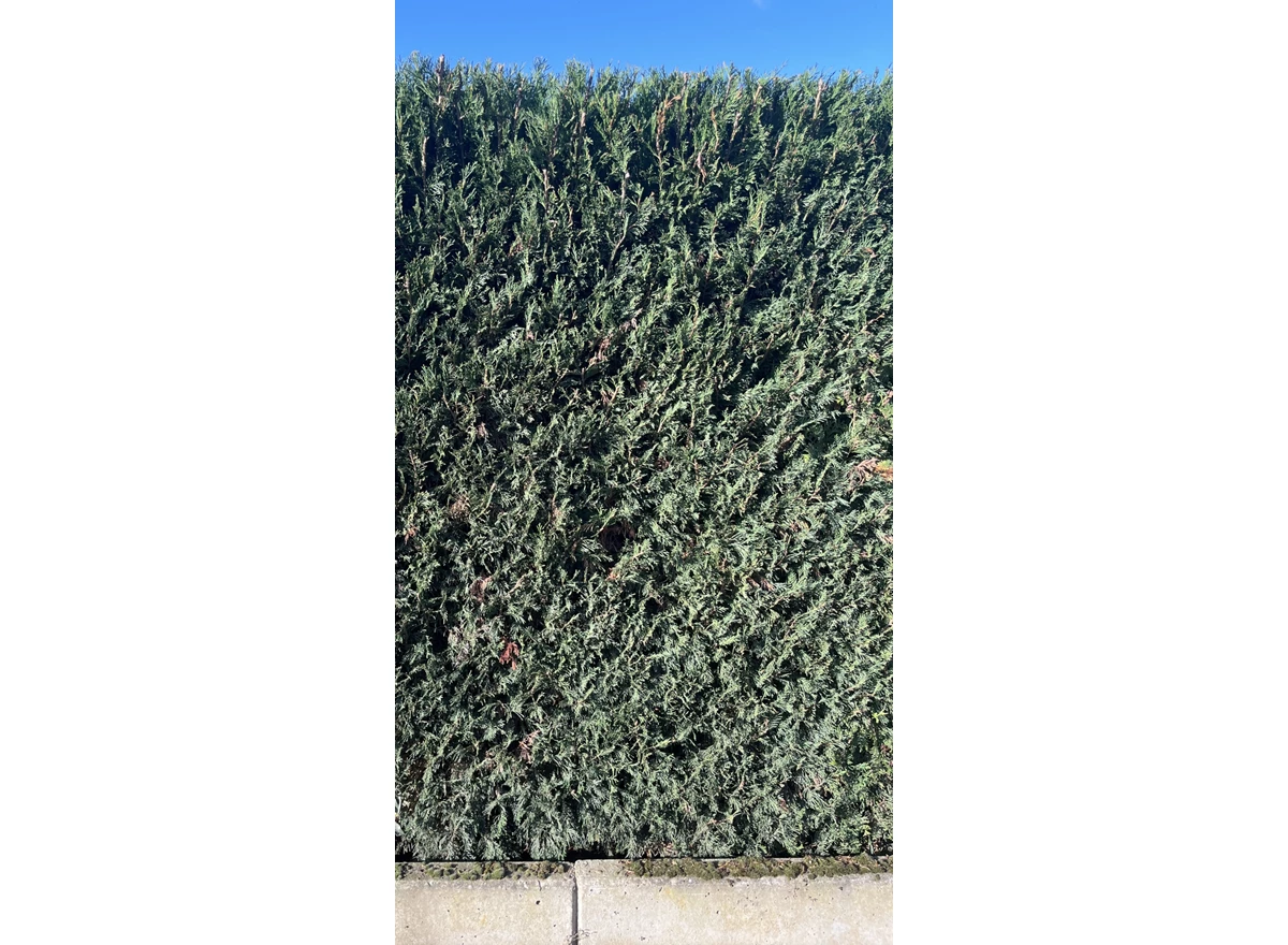 Cupressocyparis Leylandii 1.jpeg