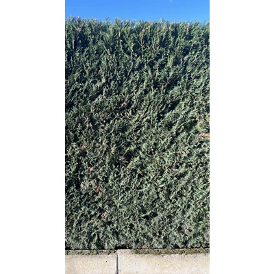 Cupressocyparis Leylandii 1.jpeg