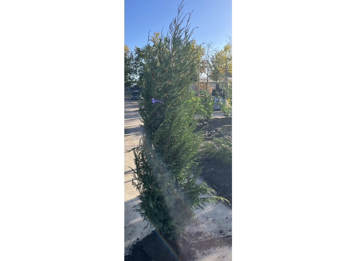 Cupressocyparis Leylandii 2.jpeg